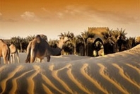 Desert Activity
