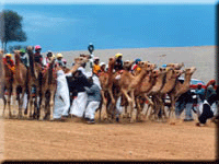 Ras Al Khaimah Camel Racing 